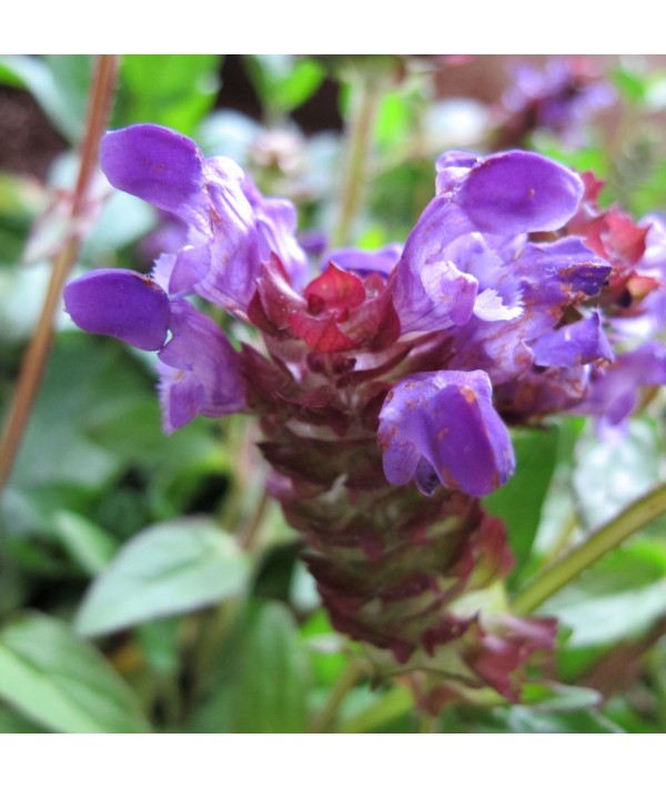 Prunella vulgaris  (0.8lt)