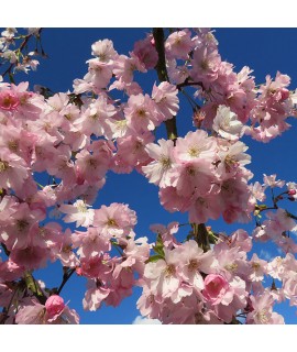 Prunus Accolade (12lt)