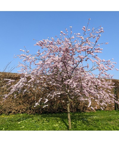 Prunus Accolade (12lt)