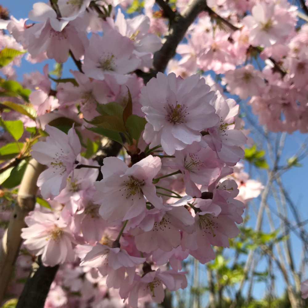 Trees for Blossom