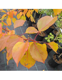 Prunus armeniaca Bergeron - (Apricot) St Julien A (Bush) (12lt)