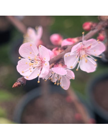 Prunus armeniaca Compacta - St. Julien 'A' (Bush) (12lt) Prunus armeniaca Compacta - St. Julien 'A' (Bush) (12lt)