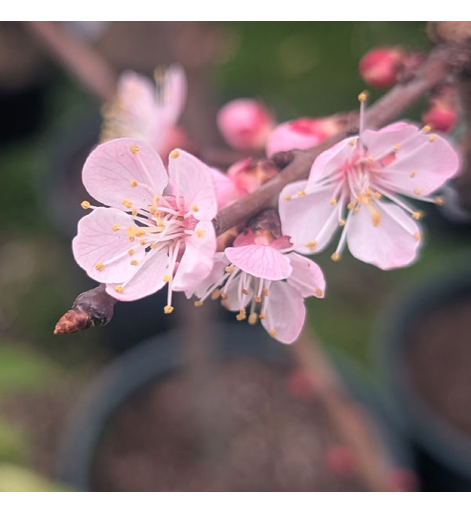 Prunus armeniaca Compacta - St. Julien 'A' (Bush) (12lt) Prunus armeniaca Compacta - St. Julien 'A' (Bush) (12lt)