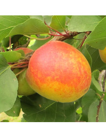 Prunus armeniaca Moorpark (Apricot) (10lt)