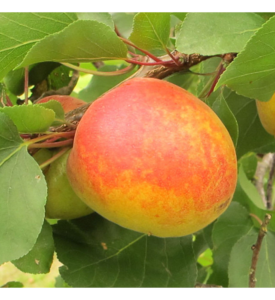 Prunus armeniaca Moorpark (Apricot) (10lt)