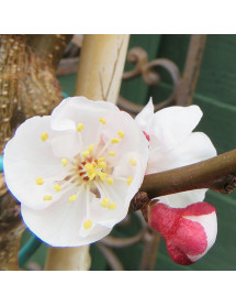 Prunus armeniaca Moorpark (Apricot) (10lt)