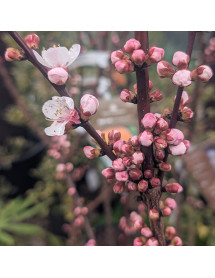 Prunus armeniaca Robada (Apricot) - St. Julien 'A' (Bush) (12lt) Prunus armeniaca Robada (Apricot) - St. Julien 'A' (Bush) (12lt)