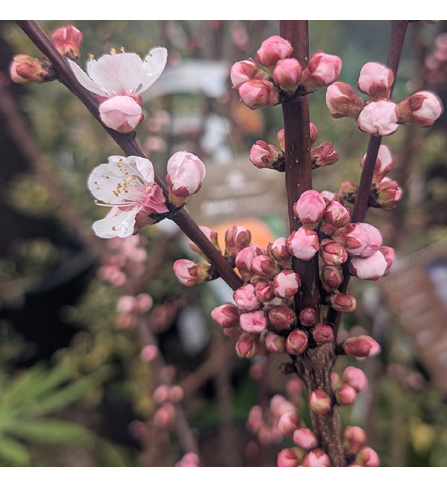 Prunus armeniaca Robada (Apricot) - St. Julien 'A' (Bush) (12lt) Prunus armeniaca Robada (Apricot) - St. Julien 'A' (Bush) (12lt)