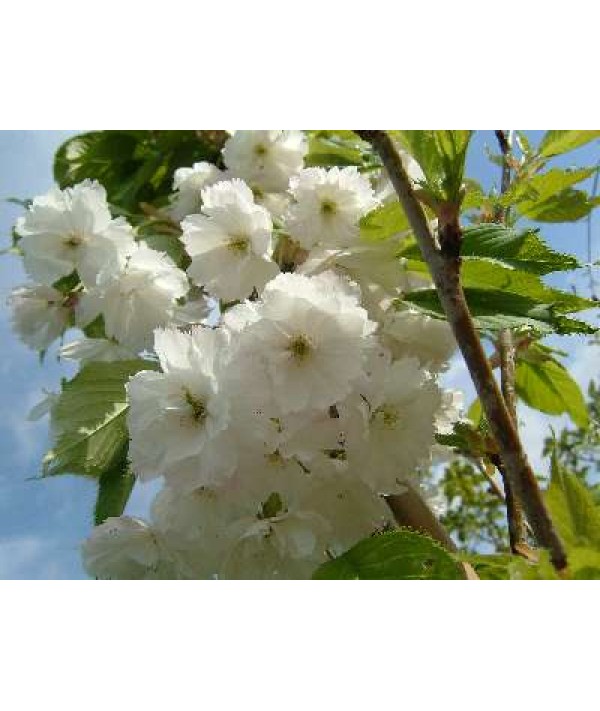Prunus avium Plena (13.5lt)