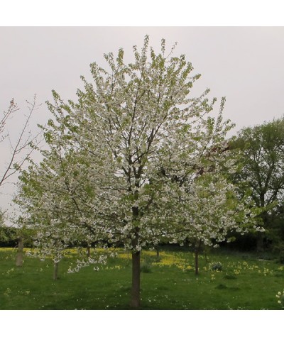 Prunus avium Plena (13.5lt)