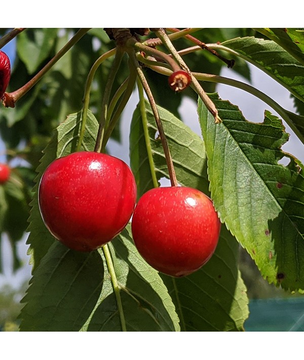 Prunus avium Stella - Colt (Bush) (12lt)