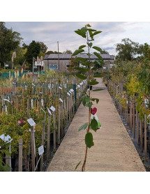 Prunus avium Sylvia (5lt) Prunus avium Sylvia (5lt)