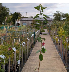 Prunus avium Sylvia (5lt) Prunus avium Sylvia (5lt)