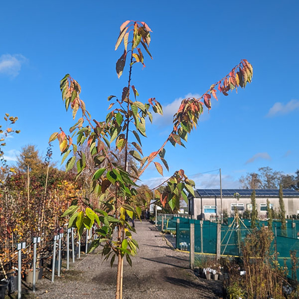 Prunus Candy Floss (matsumae-beni-murasaki) (12lt)