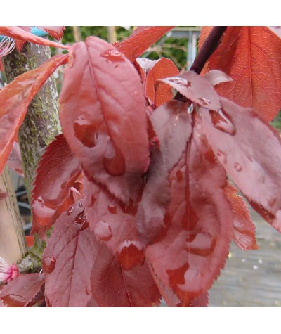 Prunus cerasifera Nigra (12lt)