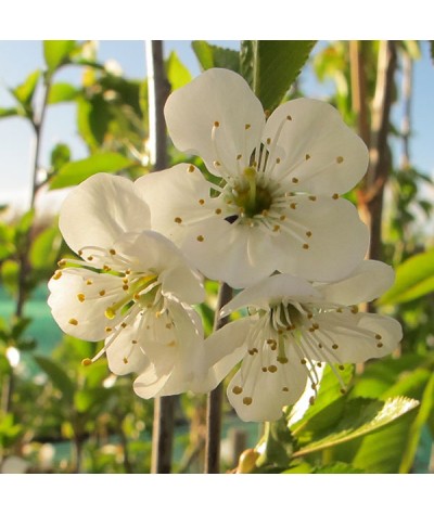 Prunus cerasus Morello - Colt (Half standard)(12lt)
