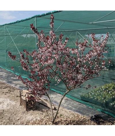 Prunus x cistena (3lt)