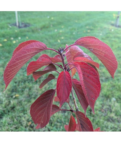 Prunus Collingwood Ingram (10lt)