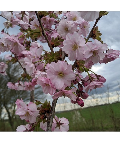 Prunus Collingwood Ingram (12lt)