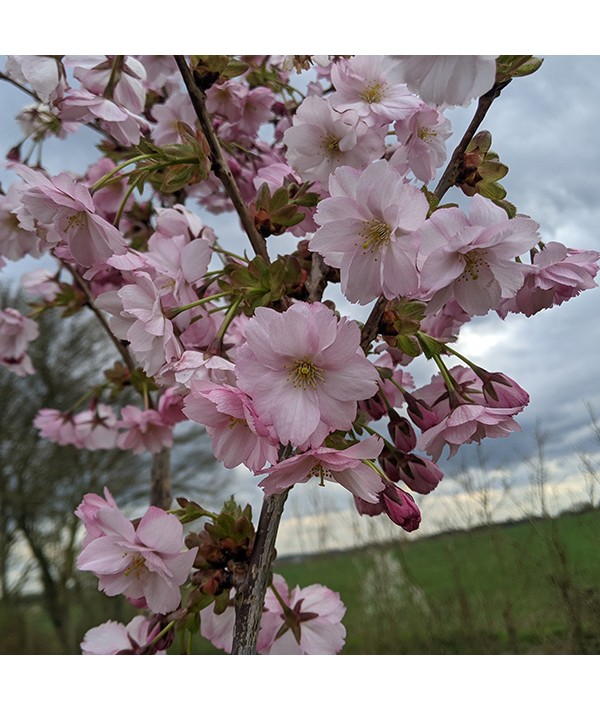 Prunus Collingwood Ingram (10lt)