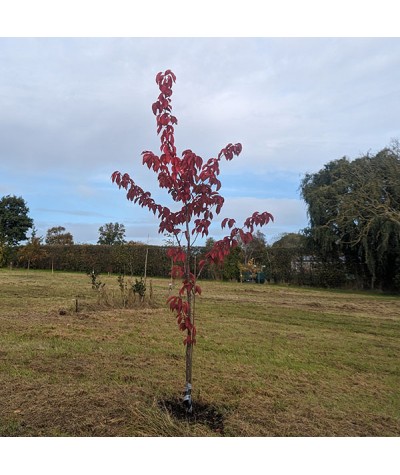Prunus Collingwood Ingram (10lt)