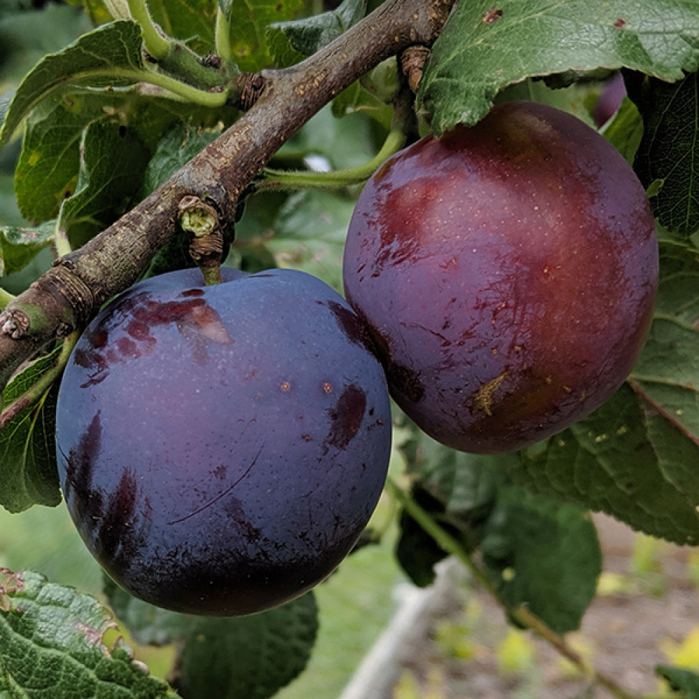 Prunus domestica Czar - St Julien A (Half Standard) (12lt)