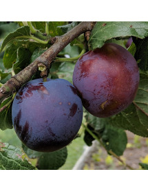 Prunus domestica Czar - St Julien A (Half Standard) (12lt)