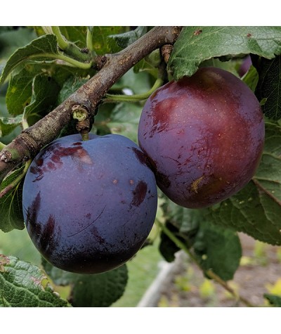 Prunus domestica Czar - St Julien A (Half Standard) (12lt)