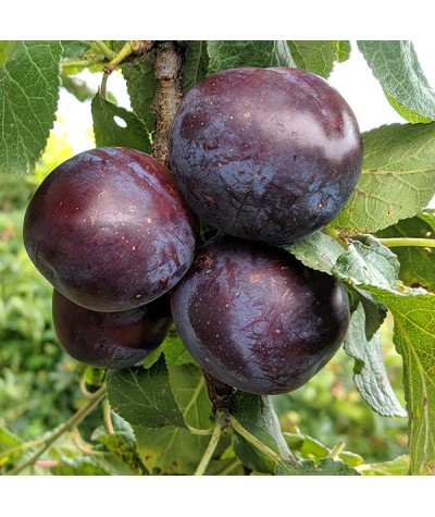 Prunus domestica Czar - St Julien A (Half Standard) (12lt)