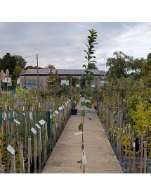 Prunus domestica Mirabelle Ruby (5lt)