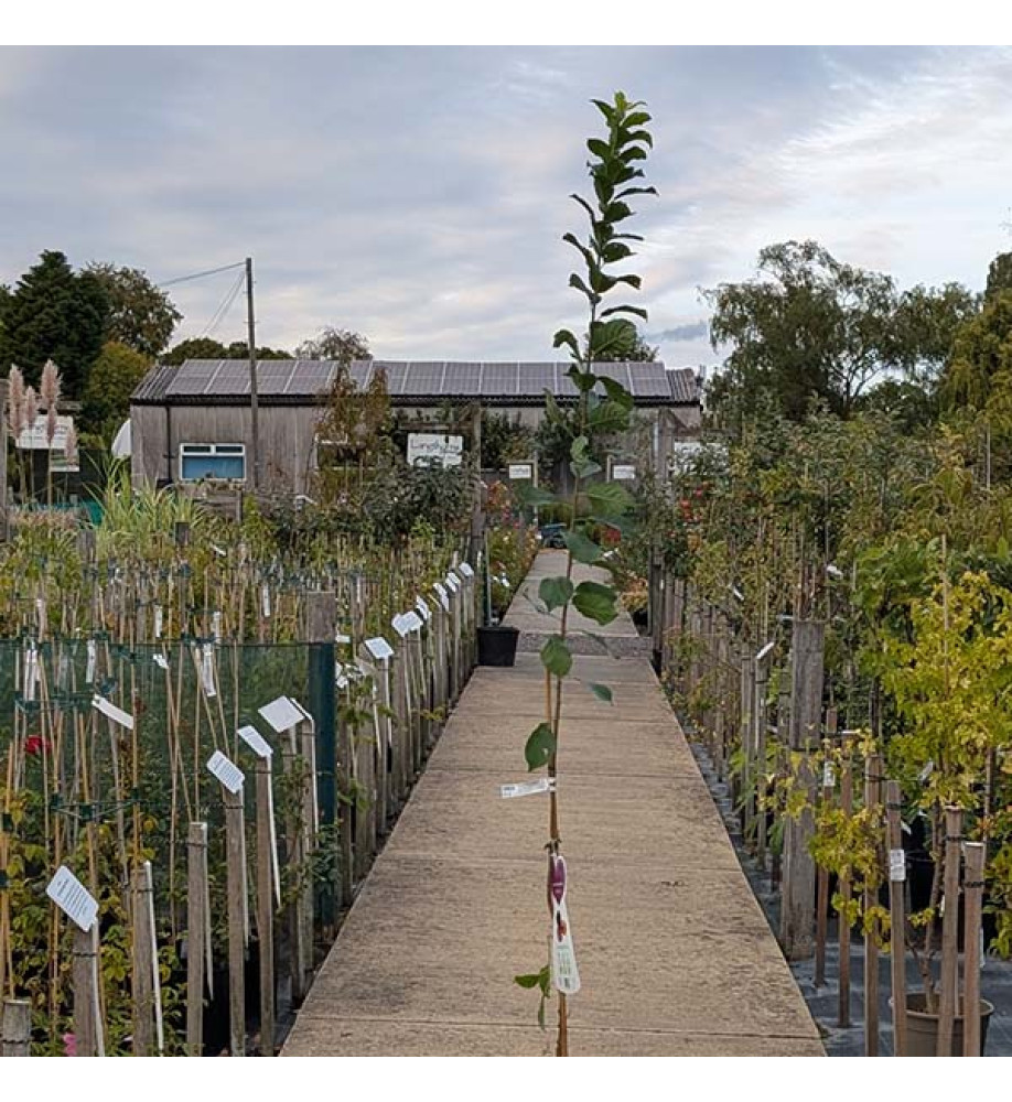 Prunus domestica Mirabelle Ruby (5lt) Prunus domestica Mirabelle Ruby (5lt)