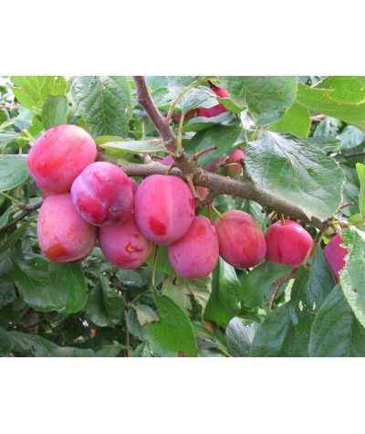 Prunus domestica Victoria (VVA-1) (Bush) (12lt)