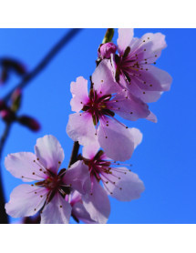 Prunus dulcis