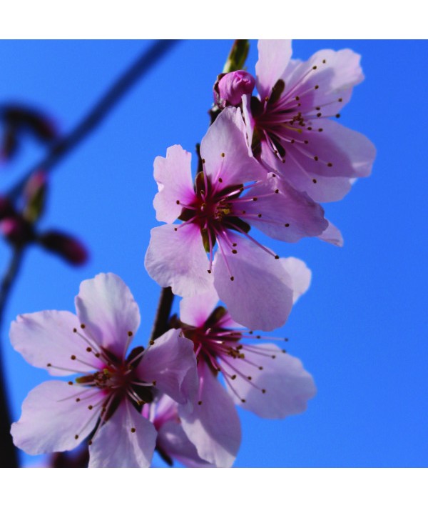 Prunus x persicoides 'Robijn' - St. Julien 'A' Rootstock (Bush) (12lt) Prunus x persicoides 'Robijn' - St. Julien 'A' Rootstock (Bush) (12lt)