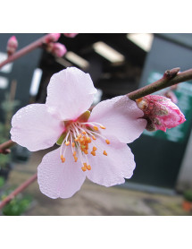 Prunus dulcis