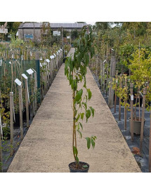 Prunus persica var. nectarina Fantasia (5lt)