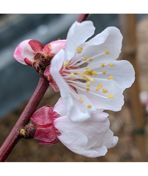 Prunus armeniaca Pink Marry - (Apricot) St Julian A (Bush) (12lt)