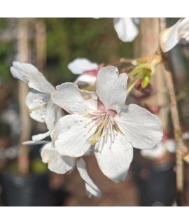 Prunus incisa Pendula (Top worked 90cm) (11.5lt)