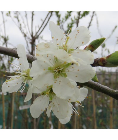 Prunus insititia Merryweather Damson (St Julien a)(12lt)