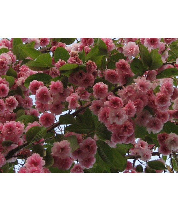 Prunus Kanzan (13.5lt)