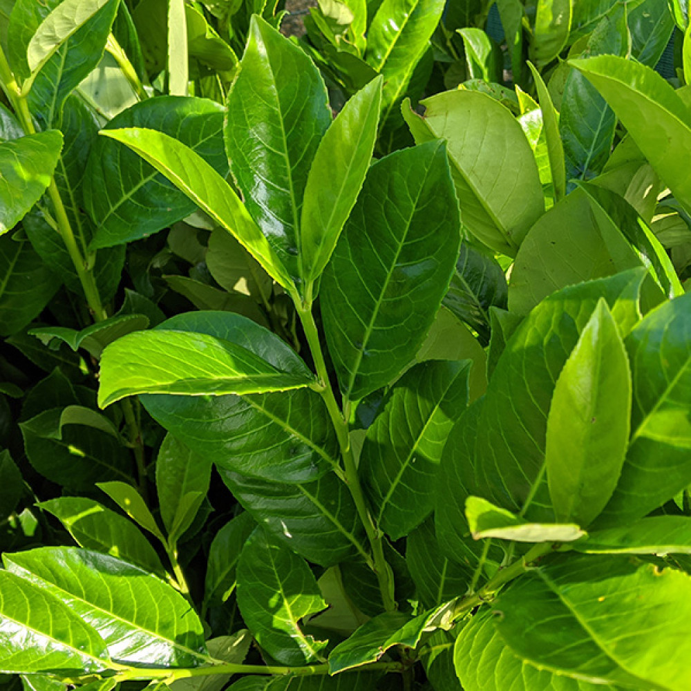 Prunus laurocerasus Rotundifolia (10lt)