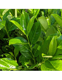 Prunus laurocerasus Rotundifolia (10lt)