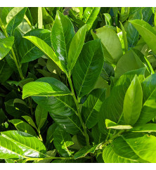 Prunus laurocerasus Rotundifolia (10lt)