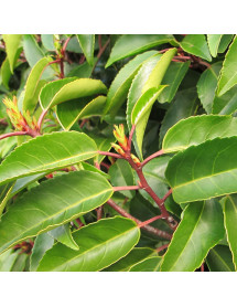 Prunus lusitanica (7.5lt)