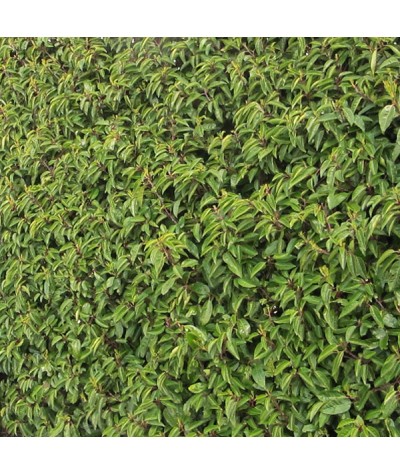 Prunus lusitanica (15lt)