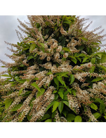 Prunus lusitanica (7.5lt)