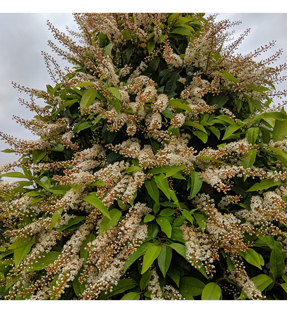 Prunus lusitanica (7.5lt)