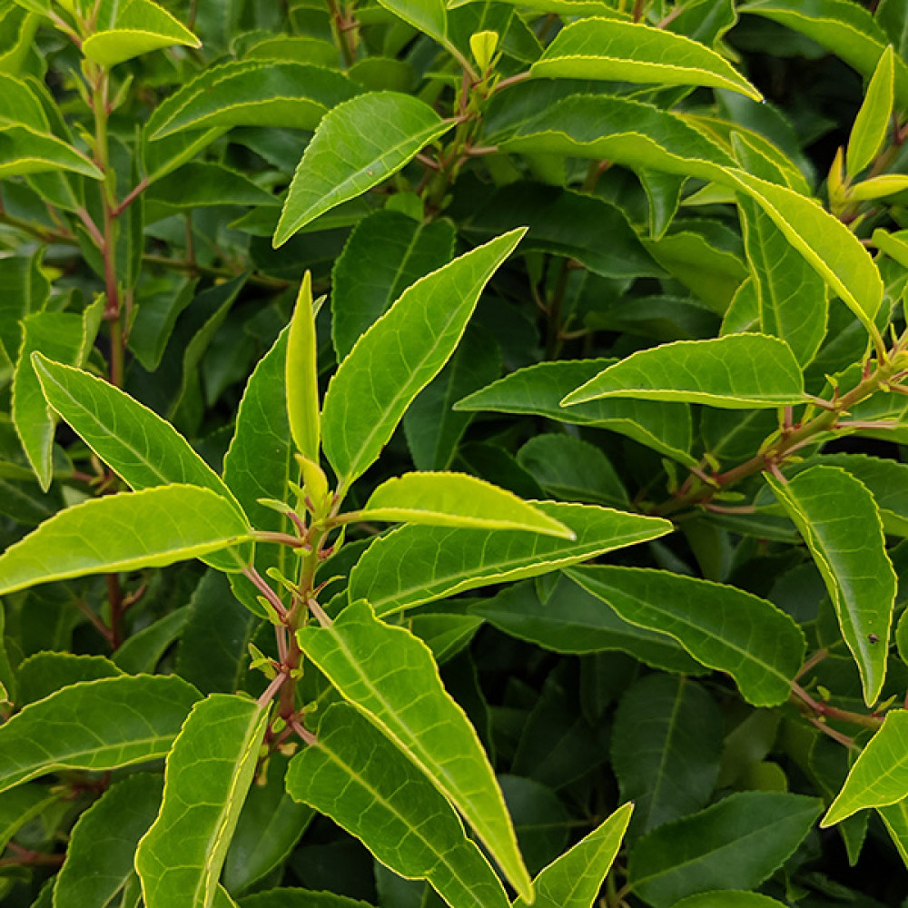 Prunus lusitanica Angustifolia (5lt)