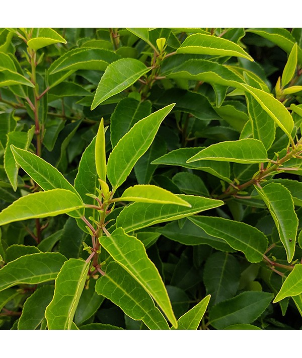 Prunus lusitanica Angustifolia (7.5lt)