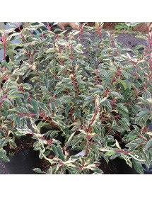 Prunus lusitanica Variegata (2lt)